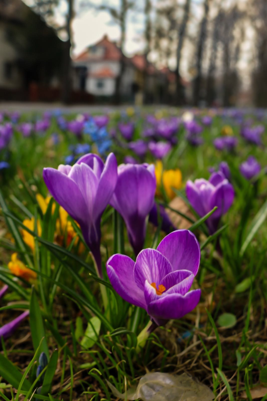 Purple crocuses in early spring grass
